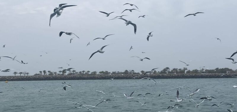 Photo for the sea birds gathering beside the boat